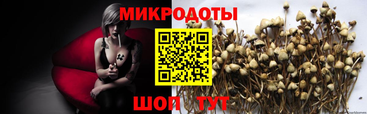 Галлюциногенные грибы Psilocybine cubensis Качканар